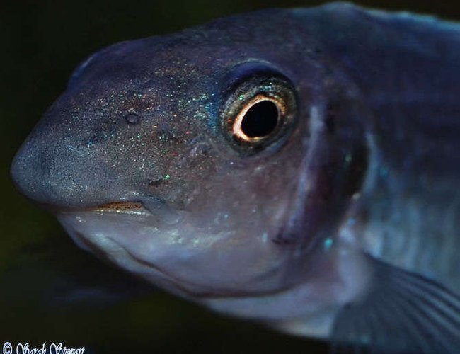 freshwater fish - labeotropheus trewavasae - trewavas mbuna stocking in 76 gallons tank - My Gorgeous L. Trewavasae freshwater fish - labeotropheus trewavasae - trewavas mbuna stocking in 76 gallons tank - My Gorgeous L. Trewavasae