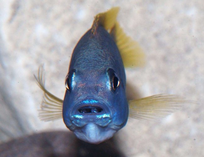 freshwater fish - pseudotropheus acei - acei cichlid stocking in 87 gallons tank - Psuedottrophius Acei Msuli female holding fry freshwater fish - pseudotropheus acei - acei cichlid stocking in 87 gallons tank - Psuedottrophius Acei Msuli female holding fry