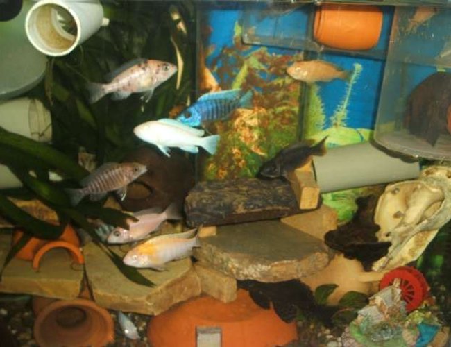 freshwater fish - labeotropheus fuelleborni - fuelleborni cichlid stocking in 70 gallons tank - cichlide malawi freshwater fish - labeotropheus fuelleborni - fuelleborni cichlid stocking in 70 gallons tank - cichlide malawi