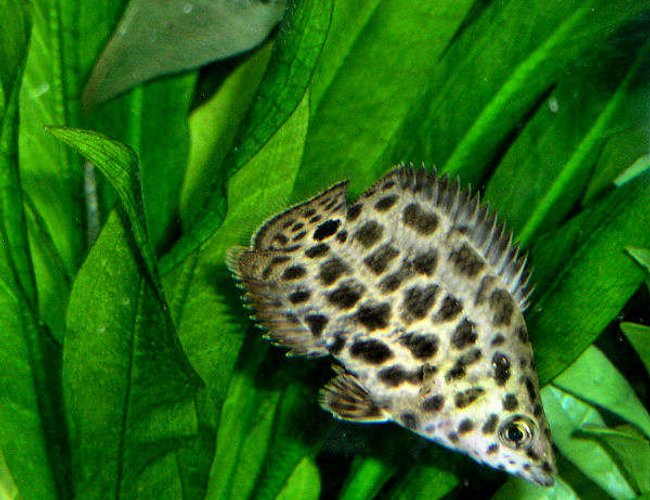 freshwater fish - ctenopoma acutirostre - leopard ctenopoma stocking in 210 gallons tank - The Leopard Ctenopoma, also known as the Spotted Climbing Perch, is part of the Bush Fish group of the family Anabantidae. These "climbing fish" are patient predators often remaining still among plants waiting for food to pass by. The Leopard Ctenopoma is one of the more colorful species of the Ctenopoma genus.
The Leopard Ctenopoma requires a densely planted aquarium with roots and driftwood in which to hide. Somewhat aggressive, this fish should be kept with other fish of similar size.
Ctenopoma acutirostre is a bubble-nest builder. Slightly acidic (pH 6.5-7.0), very soft (dH 2-4), and warm water (79-82°F) is necessary for breeding. The fry should be fed live food such as brine shrimp.
Carnivores, Leopard Ctenopomas will eat live, frozen, and prepared foods such as krill or ocean plankton, as well as floating pellet food. freshwater fish - ctenopoma acutirostre - leopard ctenopoma stocking in 210 gallons tank - The Leopard Ctenopoma, also known as the Spotted Climbing Perch, is part of the Bush Fish group of the family Anabantidae. These "climbing fish" are patient predators often remaining still among plants waiting for food to pass by. The Leopard Ctenopoma is one of the more colorful species of the Ctenopoma genus.
The Leopard Ctenopoma requires a densely planted aquarium with roots and driftwood in which to hide. Somewhat aggressive, this fish should be kept with other fish of similar size.
Ctenopoma acutirostre is a bubble-nest builder. Slightly acidic (pH 6.5-7.0), very soft (dH 2-4), and warm water (79-82°F) is necessary for breeding. The fry should be fed live food such as brine shrimp.
Carnivores, Leopard Ctenopomas will eat live, frozen, and prepared foods such as krill or ocean plankton, as well as floating pellet food.