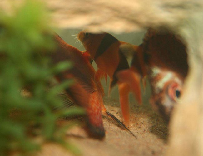 freshwater fish - botia macracantha - clown loach stocking in 1 gallon tank - funky cave close up!! freshwater fish - botia macracantha - clown loach stocking in 1 gallon tank - funky cave close up!!