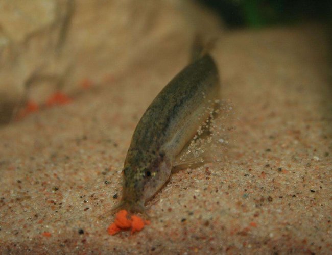 freshwater fish - mastacembelus pancalus - zig zag yellow tail eel stocking in 1 gallon tank - eel freshwater fish - mastacembelus pancalus - zig zag yellow tail eel stocking in 1 gallon tank - eel