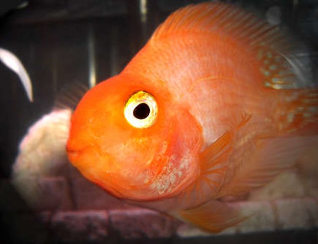 freshwater fish - heros severus x amphilophus citrinellum - blood parrot stocking in 10 gallons tank - This is our first parrot, Merry. freshwater fish - heros severus x amphilophus citrinellum - blood parrot stocking in 10 gallons tank - This is our first parrot, Merry.