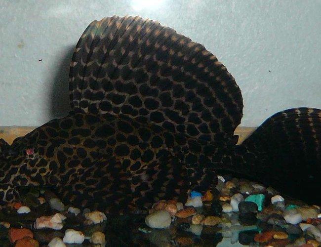freshwater fish - glyptoperichthys gibbiceps - sailfin pleco (l-83) - My Sailfin Gibby as a youngster freshwater fish - glyptoperichthys gibbiceps - sailfin pleco (l-83) - My Sailfin Gibby as a youngster
