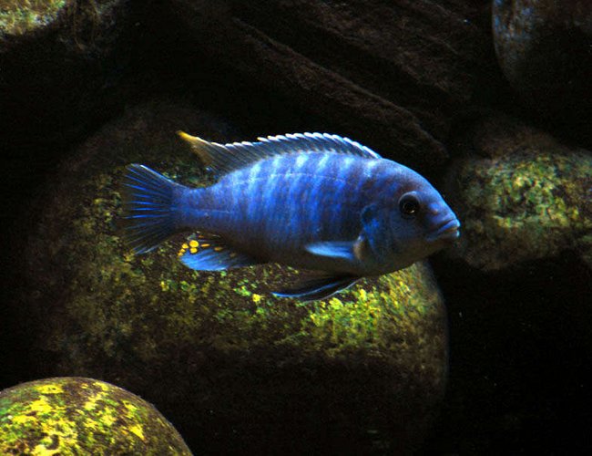 freshwater fish - aulonocara stuartgranti - peacock cichlid stocking in 55 gallons tank - malawi freshwater fish - aulonocara stuartgranti - peacock cichlid stocking in 55 gallons tank - malawi