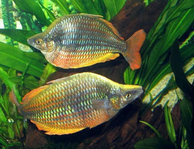 freshwater fish - melanotaenia solata - rainbowfish stocking in 75 gallons tank - Rainbowfish freshwater fish - melanotaenia solata - rainbowfish stocking in 75 gallons tank - Rainbowfish