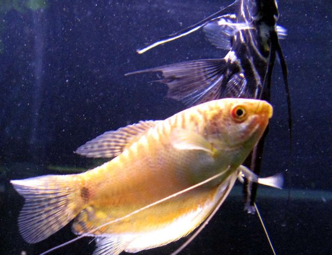 freshwater fish - colisa fasciata - giant gourami stocking in 44 gallons tank - gourami & angel (RIP Mongo) freshwater fish - colisa fasciata - giant gourami stocking in 44 gallons tank - gourami & angel (RIP Mongo)