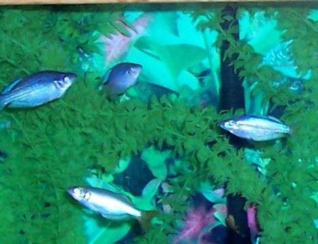 freshwater fish - melanotaenia splendida - australian rainbow stocking in 80 gallons tank - Australian Rainbowfish freshwater fish - melanotaenia splendida - australian rainbow stocking in 80 gallons tank - Australian Rainbowfish