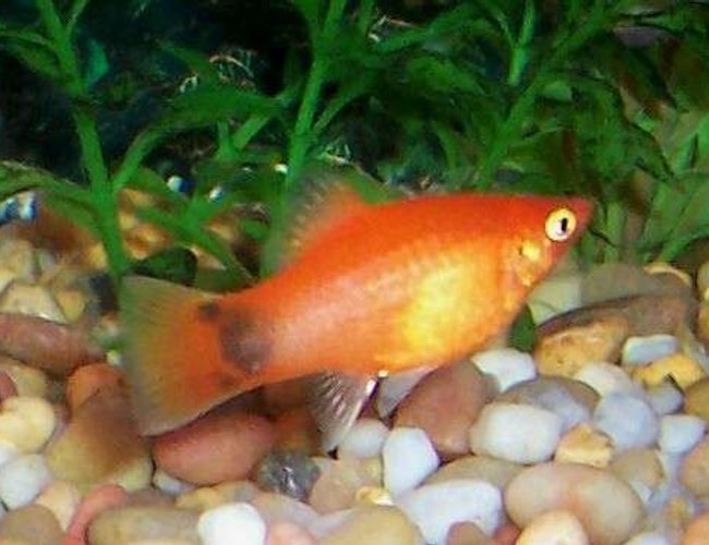 freshwater fish - xiphophorus maculatus - platy stocking in 80 gallons tank - My red pregnant female Mickey Mouse platy. freshwater fish - xiphophorus maculatus - platy stocking in 80 gallons tank - My red pregnant female Mickey Mouse platy.