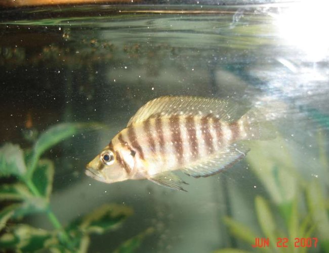 freshwater fish - altolamprologus compressicep - gold head compressicep cichlid stocking in 90 gallons tank - . freshwater fish - altolamprologus compressicep - gold head compressicep cichlid stocking in 90 gallons tank - .