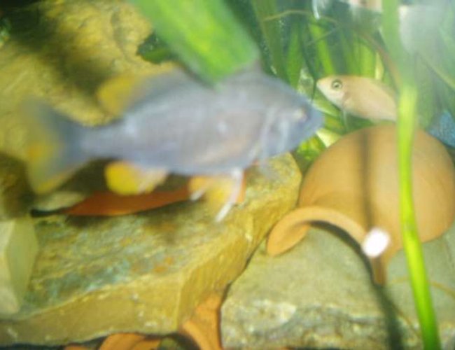 freshwater fish - copadichromis borleyi - yellowfin borleyi cichlid stocking in 70 gallons tank - Copadichromis borleyi freshwater fish - copadichromis borleyi - yellowfin borleyi cichlid stocking in 70 gallons tank - Copadichromis borleyi