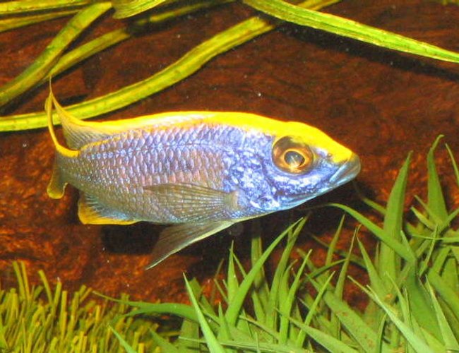 freshwater fish - otopharynx lithobates - sulphur crested lithobate stocking in 52 gallons tank - african cichlid lithobate freshwater fish - otopharynx lithobates - sulphur crested lithobate stocking in 52 gallons tank - african cichlid lithobate