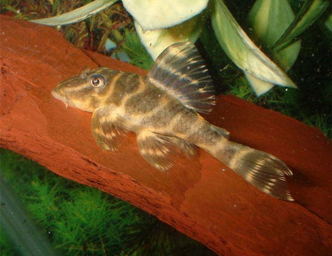 freshwater fish - hypancistrus debilittera - debilittera pleco (l129) stocking in 110 gallons tank - Hypancistrus L129 freshwater fish - hypancistrus debilittera - debilittera pleco (l129) stocking in 110 gallons tank - Hypancistrus L129
