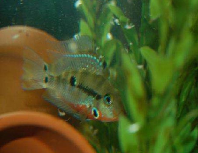 freshwater fish - thorichthys meeki - firemouth cichlid stocking in 42 gallons tank - My firemouth guarding batch of eggs. freshwater fish - thorichthys meeki - firemouth cichlid stocking in 42 gallons tank - My firemouth guarding batch of eggs.