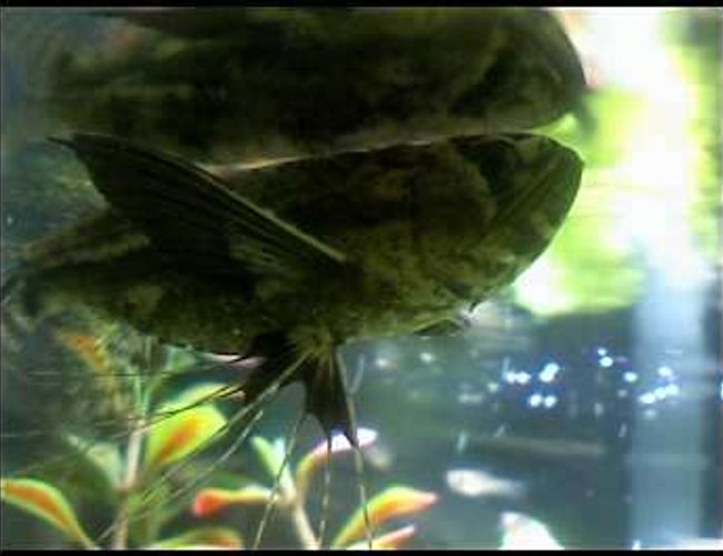 freshwater fish - pantodon buchholzi - african butterflyfish stocking in 46 gallons tank - My Butterfly freshwater fish - pantodon buchholzi - african butterflyfish stocking in 46 gallons tank - My Butterfly