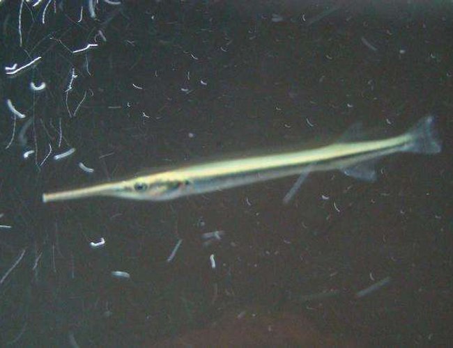 freshwater fish - xenentodon cancila - needle nose gar stocking in 55 gallons tank - This is my Needle Fish. freshwater fish - xenentodon cancila - needle nose gar stocking in 55 gallons tank - This is my Needle Fish.