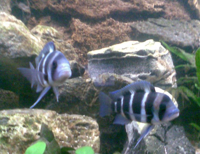 freshwater fish - cyphotilapia frontosa - frontosa cichlid stocking in 120 gallons tank - frontosa!
sorry,another dodgy picture with my camera phone. freshwater fish - cyphotilapia frontosa - frontosa cichlid stocking in 120 gallons tank - frontosa!
sorry,another dodgy picture with my camera phone.