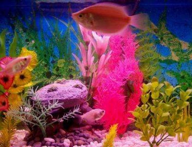 freshwater fish - macropodus opercularis - blue paradise stocking in 30 gallons tank - gouramis and tetra freshwater fish - macropodus opercularis - blue paradise stocking in 30 gallons tank - gouramis and tetra