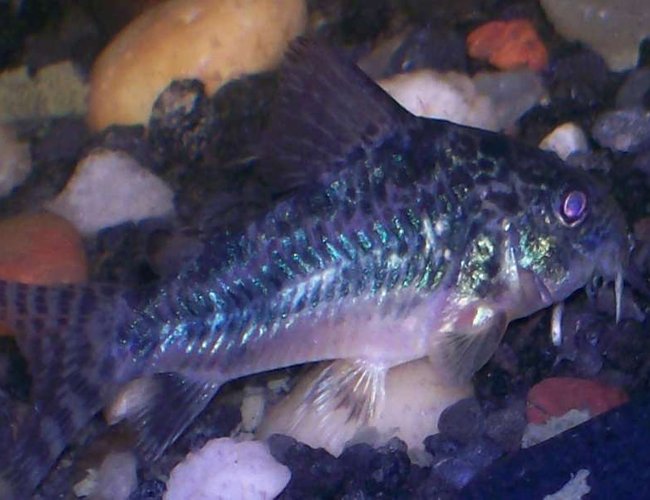 freshwater fish - corydoras paleatus - peppered cory cat stocking in 30 gallons tank - peppered cory freshwater fish - corydoras paleatus - peppered cory cat stocking in 30 gallons tank - peppered cory