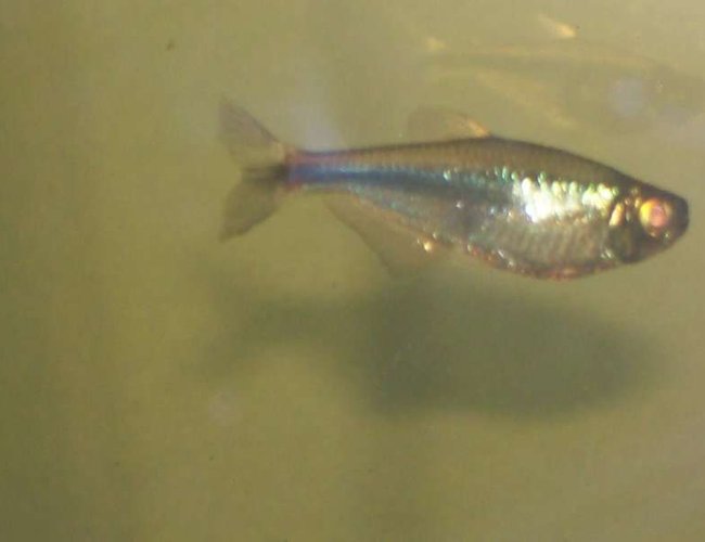 freshwater fish - boehlkea fredcochui - blue tetra stocking in 30 gallons tank - my blue tetra...lot more blue in person freshwater fish - boehlkea fredcochui - blue tetra stocking in 30 gallons tank - my blue tetra...lot more blue in person