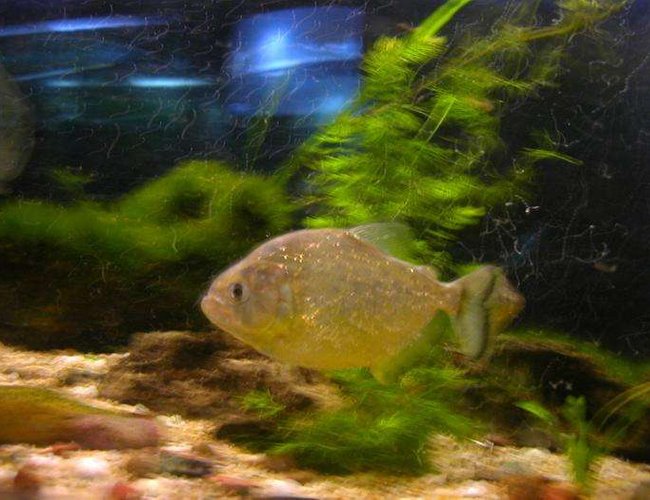 freshwater fish - serrasalmus spilopleura - gold piranha stocking in 100 gallons tank - Gold Spilo
Serrasalmus spilopluera (spelling).
About a year old freshwater fish - serrasalmus spilopleura - gold piranha stocking in 100 gallons tank - Gold Spilo
Serrasalmus spilopluera (spelling).
About a year old