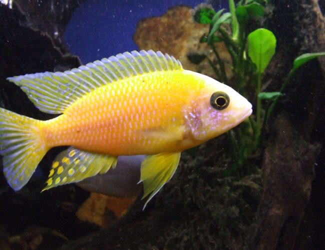 freshwater fish - aulonocara sp. - dragon blood peacock cichlid stocking in 55 gallons tank - Dragon Blood Peacock freshwater fish - aulonocara sp. - dragon blood peacock cichlid stocking in 55 gallons tank - Dragon Blood Peacock