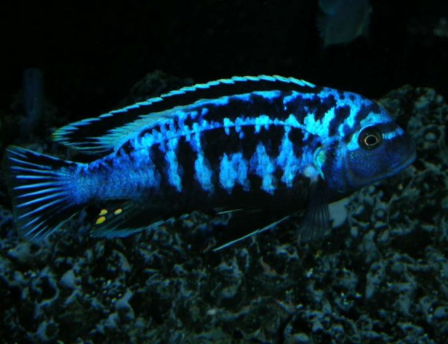 freshwater fish - metriaclima sp. - msobo magunga stocking in 180 gallons tank - Metriaclima sp. msobo freshwater fish - metriaclima sp. - msobo magunga stocking in 180 gallons tank - Metriaclima sp. msobo