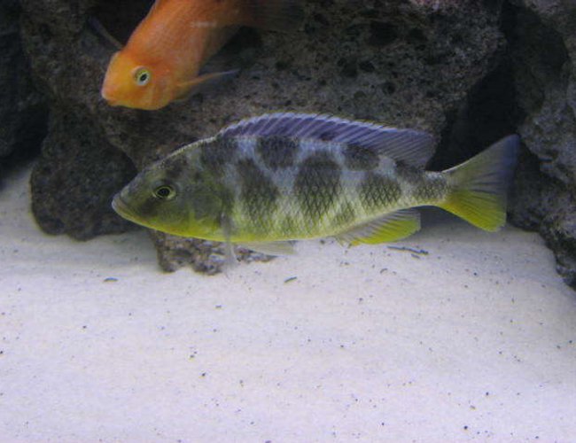 freshwater fish - nimbochromis venustus - venustus cichlid stocking in 225 gallons tank - Venustus freshwater fish - nimbochromis venustus - venustus cichlid stocking in 225 gallons tank - Venustus