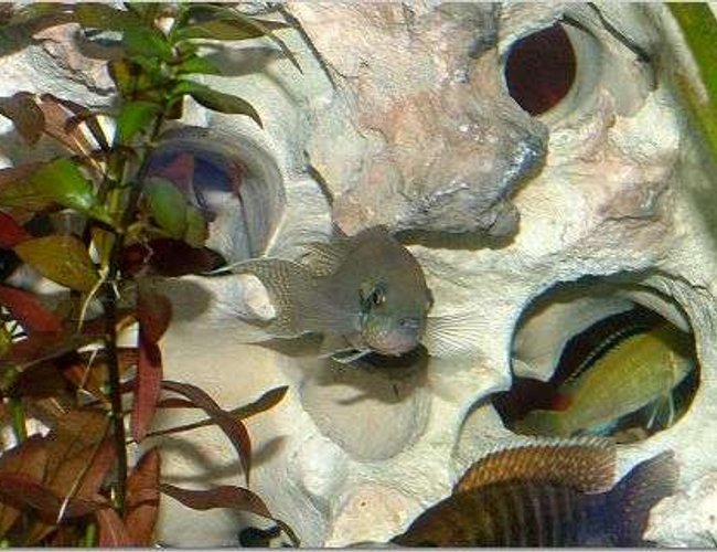 freshwater fish - neolamprologus brichardi - brichardi cichlid stocking in 150 gallons tank - Fairy Tail freshwater fish - neolamprologus brichardi - brichardi cichlid stocking in 150 gallons tank - Fairy Tail