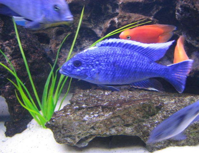 freshwater fish - sciaenochromis ahli - electric blue cichlid stocking in 225 gallons tank - Ahli freshwater fish - sciaenochromis ahli - electric blue cichlid stocking in 225 gallons tank - Ahli