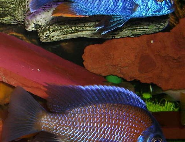 freshwater fish - sciaenochromis fryeri - electric blue hap stocking in 95 gallons tank - Sciaenochromis fryeri is on top and
Copadichromis borleyi (Kadango)is below
Both are proud fathers of many fry... freshwater fish - sciaenochromis fryeri - electric blue hap stocking in 95 gallons tank - Sciaenochromis fryeri is on top and
Copadichromis borleyi (Kadango)is below
Both are proud fathers of many fry...