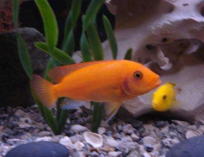 freshwater fish - pseudotropheus estherae - red zebra cichlid stocking in 75 gallons tank - Red Zebra & Yellow Lab freshwater fish - pseudotropheus estherae - red zebra cichlid stocking in 75 gallons tank - Red Zebra & Yellow Lab