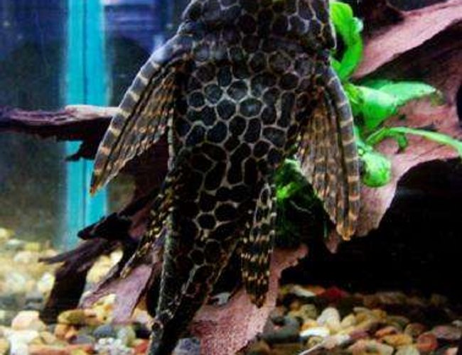 freshwater fish - glyptoperichthys gibbiceps - sailfin pleco (l-83) stocking in 50 gallons tank - the belly of my large sailfin pleco freshwater fish - glyptoperichthys gibbiceps - sailfin pleco (l-83) stocking in 50 gallons tank - the belly of my large sailfin pleco