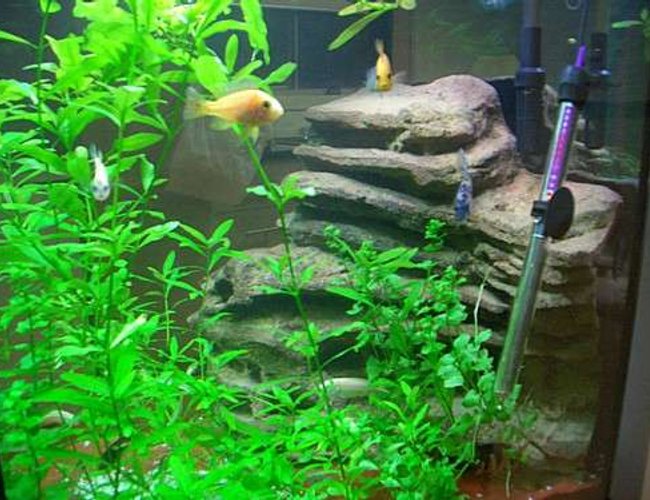 freshwater fish - pseudotropheus estherae - red zebra cichlid stocking in 140 gallons tank - LOVE MY FISH TANK I HOPE YOU LIKE IT TO freshwater fish - pseudotropheus estherae - red zebra cichlid stocking in 140 gallons tank - LOVE MY FISH TANK I HOPE YOU LIKE IT TO