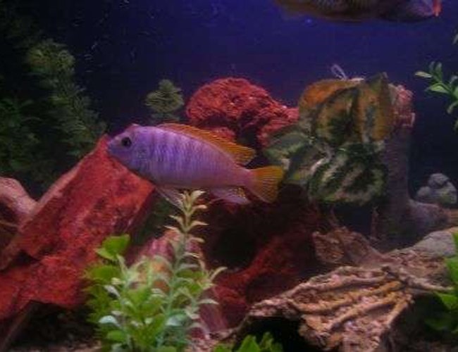 freshwater fish - maylandia greshakei - red top cobalt zebra stocking in 55 gallons tank - Brikemond's Ice Blue Mbuna: Icey freshwater fish - maylandia greshakei - red top cobalt zebra stocking in 55 gallons tank - Brikemond's Ice Blue Mbuna: Icey