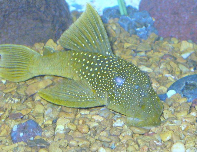 freshwater fish - baryancistrus demantoides - green phantom pleco stocking in 55 gallons tank - green phantom pleco freshwater fish - baryancistrus demantoides - green phantom pleco stocking in 55 gallons tank - green phantom pleco