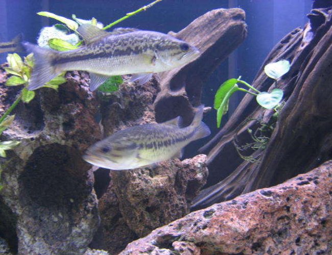 freshwater fish - micropterus salmoides - largemouth bass stocking in 225 gallons tank - Some of my largemouth bass. freshwater fish - micropterus salmoides - largemouth bass stocking in 225 gallons tank - Some of my largemouth bass.