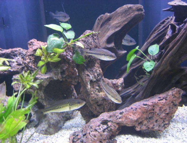 freshwater fish - micropterus salmoides - largemouth bass stocking in 225 gallons tank - Largemouth bass. freshwater fish - micropterus salmoides - largemouth bass stocking in 225 gallons tank - Largemouth bass.