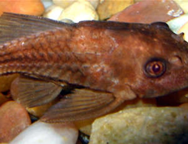 freshwater fish - ancistrus sp. - bushy nose pleco l-144 stocking in 55 gallons tank - Algae Eater freshwater fish - ancistrus sp. - bushy nose pleco l-144 stocking in 55 gallons tank - Algae Eater