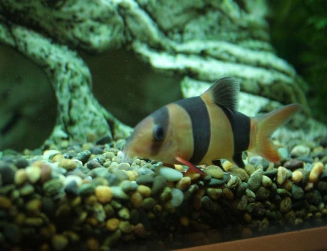 freshwater fish - botia macracantha - clown loach stocking in 53 gallons tank - Clown Loach freshwater fish - botia macracantha - clown loach stocking in 53 gallons tank - Clown Loach