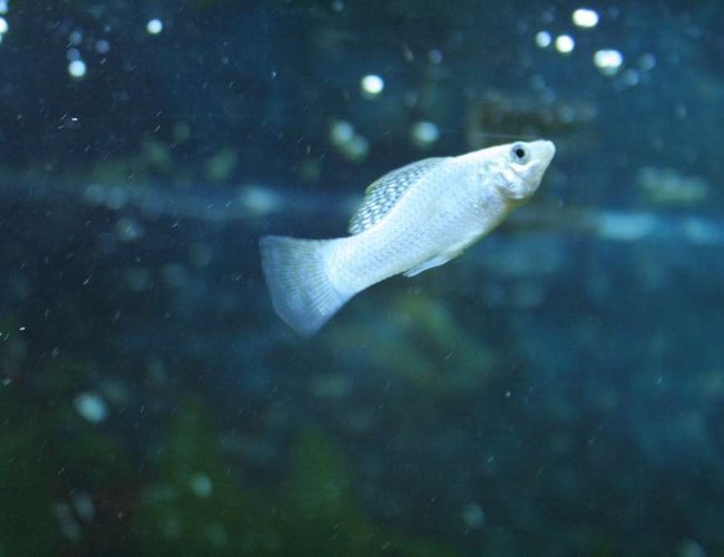 freshwater fish - poecilia latipinna - dalmatian molly stocking in 53 gallons tank - White Mollie freshwater fish - poecilia latipinna - dalmatian molly stocking in 53 gallons tank - White Mollie