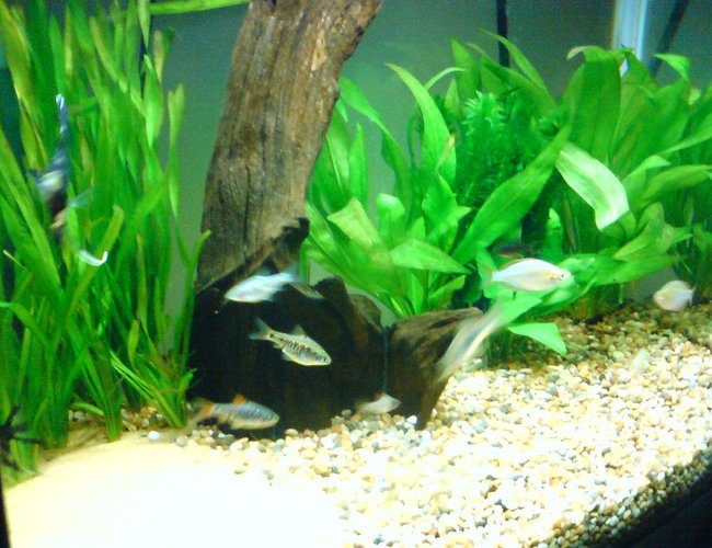 freshwater fish - barbus schwanefeldi - tinfoil red tail barb stocking in 14 gallons tank - my fish freshwater fish - barbus schwanefeldi - tinfoil red tail barb stocking in 14 gallons tank - my fish