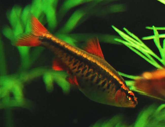 freshwater fish - puntius titteya - cherry barb stocking in 75 gallons tank - Cherry Barb - female freshwater fish - puntius titteya - cherry barb stocking in 75 gallons tank - Cherry Barb - female