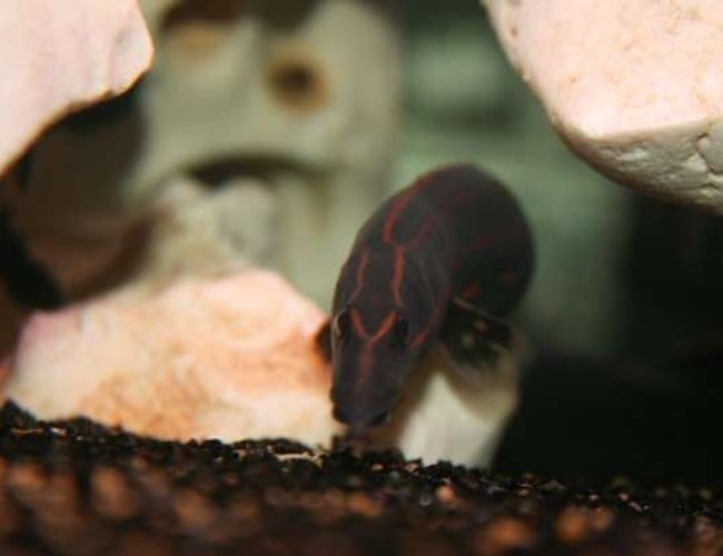 freshwater fish - mastacembelus erythrotaenia - fire eel stocking in 138 gallons tank - fire EEL freshwater fish - mastacembelus erythrotaenia - fire eel stocking in 138 gallons tank - fire EEL