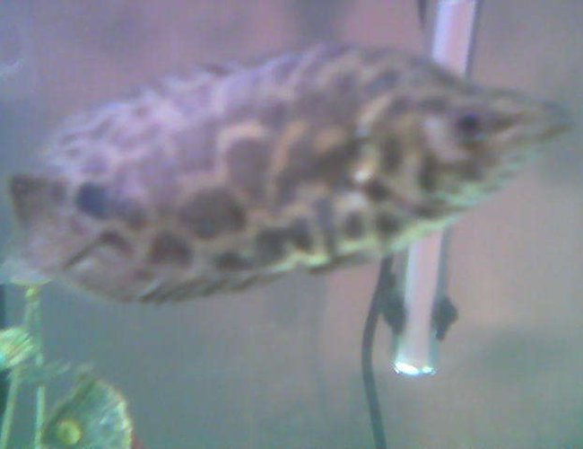 freshwater fish - ctenopoma acutirostre - leopard ctenopoma stocking in 75 gallons tank - climbing perch freshwater fish - ctenopoma acutirostre - leopard ctenopoma stocking in 75 gallons tank - climbing perch