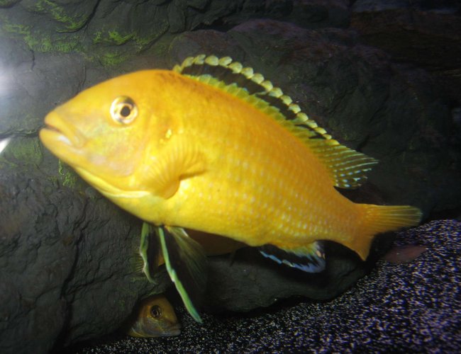 freshwater fish - labidochromis caeruleus - electric yellow cichlid stocking in 46 gallons tank - my lemon lab freshwater fish - labidochromis caeruleus - electric yellow cichlid stocking in 46 gallons tank - my lemon lab