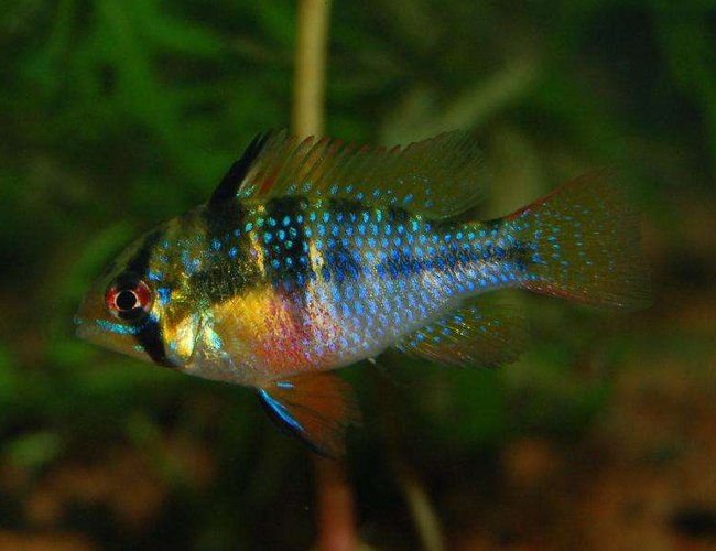 freshwater fish - papiliochromis ramirezi - german blue ram stocking in 120 gallons tank - German Blue Ram freshwater fish - papiliochromis ramirezi - german blue ram stocking in 120 gallons tank - German Blue Ram