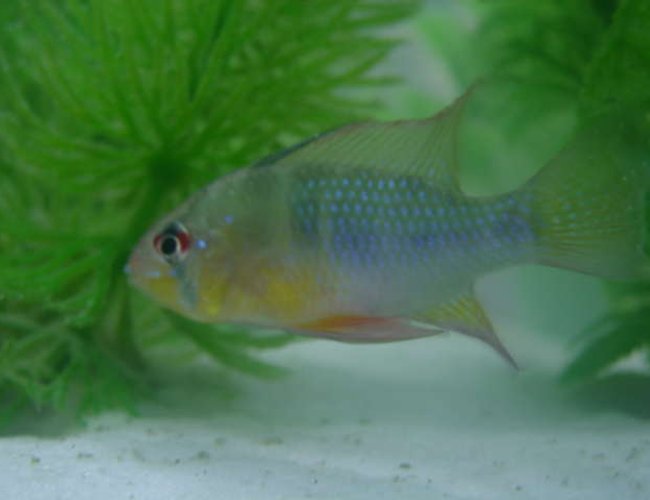 freshwater fish - papiliochromis ramirezi - german blue ram stocking in 46 gallons tank - my german blue rams, he's still just a juvie freshwater fish - papiliochromis ramirezi - german blue ram stocking in 46 gallons tank - my german blue rams, he's still just a juvie