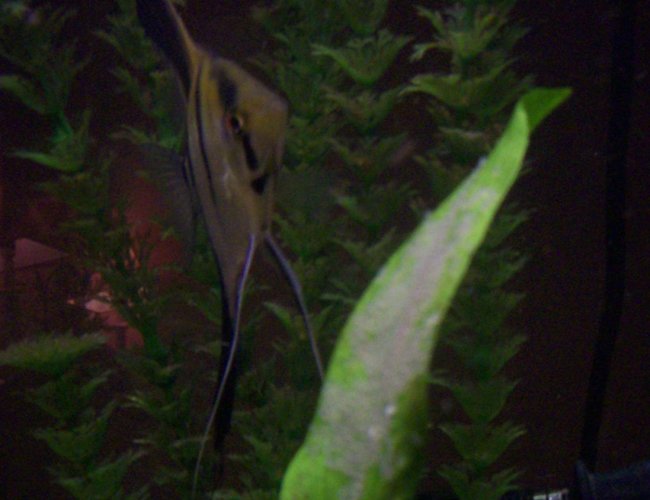 freshwater fish - pterophyllum altum - altum angel - autum angelfish breeding freshwater fish - pterophyllum altum - altum angel - autum angelfish breeding
