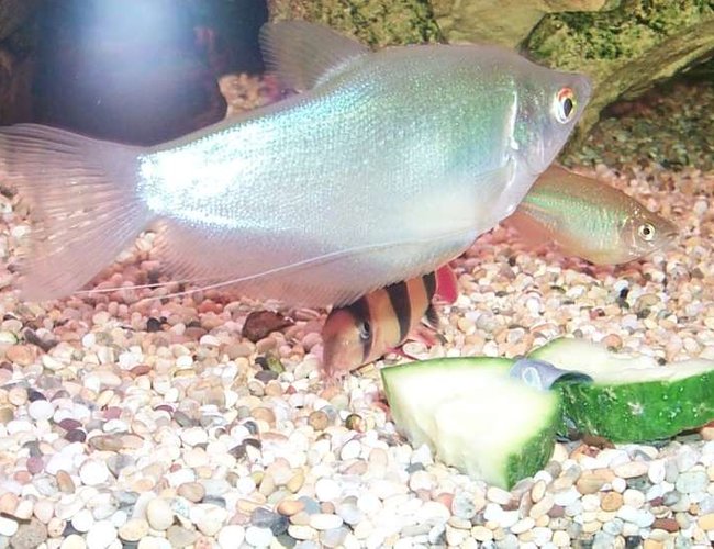 freshwater fish - trichogaster microlepis - moonlight gourami stocking in 106 gallons tank - Moonlight Gourami. freshwater fish - trichogaster microlepis - moonlight gourami stocking in 106 gallons tank - Moonlight Gourami.